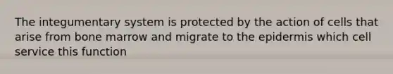 The integumentary system is protected by the action of cells that arise from bone marrow and migrate to the epidermis which cell service this function