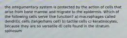 the integumentary system is protected by the action of cells that arise from bone marrow and migrate to the epidermis. Which of the following cells serve thie function? a) macrophages called dendritic cells (langerhans cell) b) tactile cells c) keratinocytes, because they are so versatile d) cells found in the stratum spinosum