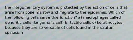 the integumentary system is protected by the action of cells that arise from bone marrow and migrate to the epidermis. Which of the following cells serve thie function? a) macrophages called dendritic cells (langerhans cell) b) tactile cells c) keratinocytes, because they are so versatile d) cells found in the stratum spinosum