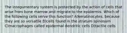 The integumentary system is protected by the action of cells that arise from bone marrow and migrate to the epidermis. Which of the following cells serve this function? A)keratinocytes, because they are so versatile B)cells found in the stratum spinosum C)macrophages called epidermal dendritic cells D)tactile cells