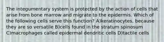 The integumentary system is protected by the action of cells that arise from bone marrow and migrate to the epidermis. Which of the following cells serve this function? A)keratinocytes, because they are so versatile B)cells found in the stratum spinosum C)macrophages called epidermal dendritic cells D)tactile cells