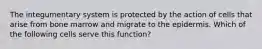 The integumentary system is protected by the action of cells that arise from bone marrow and migrate to the epidermis. Which of the following cells serve this function?