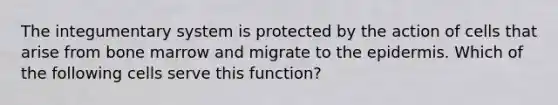 The integumentary system is protected by the action of cells that arise from bone marrow and migrate to <a href='https://www.questionai.com/knowledge/kBFgQMpq6s-the-epidermis' class='anchor-knowledge'>the epidermis</a>. Which of the following cells serve this function?