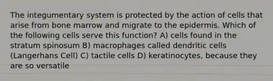 The integumentary system is protected by the action of cells that arise from bone marrow and migrate to the epidermis. Which of the following cells serve this function? A) cells found in the stratum spinosum B) macrophages called dendritic cells (Langerhans Cell) C) tactile cells D) keratinocytes, because they are so versatile