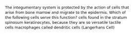 The integumentary system is protected by the action of cells that arise from bone marrow and migrate to the epidermis. Which of the following cells serve this function? cells found in the stratum spinosum keratinocytes, because they are so versatile tactile cells macrophages called dendritic cells (Langerhans Cell)