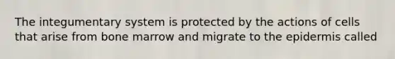 The integumentary system is protected by the actions of cells that arise from bone marrow and migrate to the epidermis called