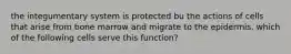 the integumentary system is protected bu the actions of cells that arise from bone marrow and migrate to the epidermis. which of the following cells serve this function?