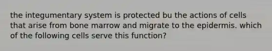 the integumentary system is protected bu the actions of cells that arise from bone marrow and migrate to the epidermis. which of the following cells serve this function?