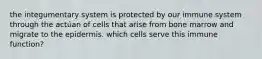 the integumentary system is protected by our immune system through the actúan of cells that arise from bone marrow and migrate to the epidermis. which cells serve this immune function?