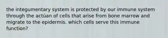 the integumentary system is protected by our immune system through the actúan of cells that arise from bone marrow and migrate to <a href='https://www.questionai.com/knowledge/kBFgQMpq6s-the-epidermis' class='anchor-knowledge'>the epidermis</a>. which cells serve this immune function?