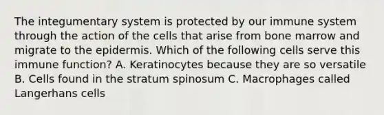 The integumentary system is protected by our immune system through the action of the cells that arise from bone marrow and migrate to the epidermis. Which of the following cells serve this immune function? A. Keratinocytes because they are so versatile B. Cells found in the stratum spinosum C. Macrophages called Langerhans cells