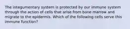The integumentary system is protected by our immune system through the action of cells that arise from bone marrow and migrate to the epidermis. Which of the following cells serve this immune function?