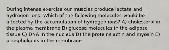 During intense exercise our muscles produce lactate and hydrogen ions. Which of the following molecules would be affected by the accumulation of hydrogen ions? A) cholesterol in the plasma membrane B) glucose molecules in the adipose tissue C) DNA in the nucleus D) the proteins actin and myosin E) phospholipids in the membrane