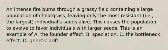 An intense fire burns through a grassy field containing a large population of cheatgrass, leaving only the most resistant (i.e., the largest) individual's seeds alive. This causes the population to evolve to favor individuals with larger seeds. This is an example of A. the founder effect. B. speciation. C. the bottleneck effect. D. genetic drift.