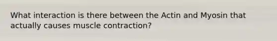 What interaction is there between the Actin and Myosin that actually causes muscle contraction?