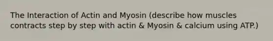 The Interaction of Actin and Myosin (describe how muscles contracts step by step with actin & Myosin & calcium using ATP.)