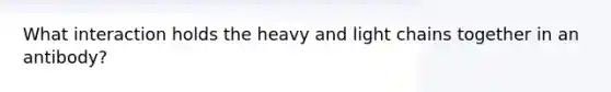 What interaction holds the heavy and light chains together in an antibody?