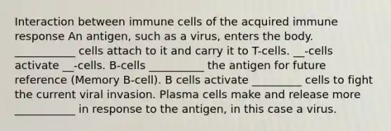 Interaction between immune cells of the acquired immune response An antigen, such as a virus, enters the body. ___________ cells attach to it and carry it to T-cells. __-cells activate __-cells. B-cells __________ the antigen for future reference (Memory B-cell). B cells activate _________ cells to fight the current viral invasion. Plasma cells make and release more ___________ in response to the antigen, in this case a virus.