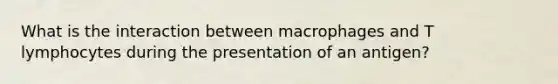 What is the interaction between macrophages and T lymphocytes during the presentation of an antigen?