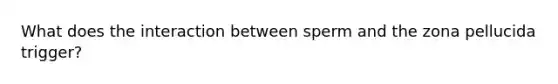 What does the interaction between sperm and the zona pellucida trigger?