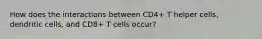 How does the interactions between CD4+ T helper cells, dendritic cells, and CD8+ T cells occur?