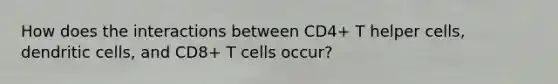 How does the interactions between CD4+ T helper cells, dendritic cells, and CD8+ T cells occur?