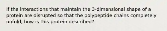 If the interactions that maintain the 3-dimensional shape of a protein are disrupted so that the polypeptide chains completely unfold, how is this protein described?