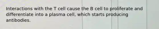 Interactions with the T cell cause the B cell to proliferate and differentiate into a plasma cell, which starts producing antibodies.