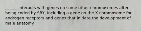 ______ interacts with genes on some other chromosomes after being coded by SRY, including a gene on the X chromosome for androgen receptors and genes that initiate the development of male anatomy.