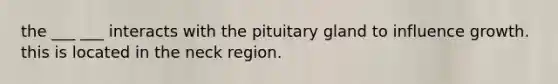 the ___ ___ interacts with the pituitary gland to influence growth. this is located in the neck region.