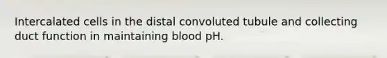 Intercalated cells in the distal convoluted tubule and collecting duct function in maintaining blood pH.