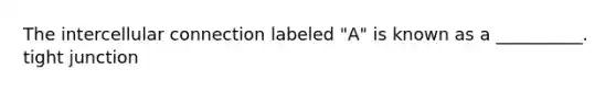 The intercellular connection labeled "A" is known as a __________. tight junction