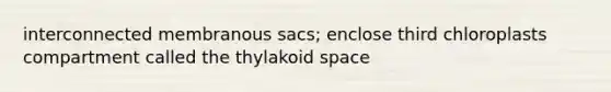 interconnected membranous sacs; enclose third chloroplasts compartment called the thylakoid space