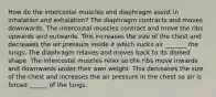 How do the intercostal muscles and diaphragm assist in inhalation and exhalation? The diaphragm contracts and moves downwards. The intercostal muscles contract and move the ribs upwards and outwards. This increases the size of the chest and decreases the air pressure inside it which sucks air _______ the lungs. The diaphragm relaxes and moves back to its domed shape. The intercostal muscles relax so the ribs move inwards and downwards under their own weight. This decreases the size of the chest and increases the air pressure in the chest so air is forced ______ of the lungs.