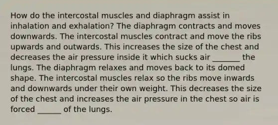 How do the intercostal muscles and diaphragm assist in inhalation and exhalation? The diaphragm contracts and moves downwards. The intercostal muscles contract and move the ribs upwards and outwards. This increases the size of the chest and decreases the air pressure inside it which sucks air _______ the lungs. The diaphragm relaxes and moves back to its domed shape. The intercostal muscles relax so the ribs move inwards and downwards under their own weight. This decreases the size of the chest and increases the air pressure in the chest so air is forced ______ of the lungs.