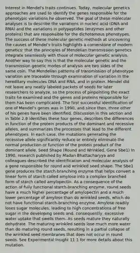 Interest in Mendel's traits continues. Today, molecular genetics approaches are used to identify the genes responsible for the phenotypic variations he observed. The goal of these molecular analyses is to describe the variations in nucleic acid (DNA and RNA) and the variations in polypeptides (enzymes and other proteins) that are responsible for the dichotomous phenotypes. The success of these molecular genetic methods at uncovering the causes of Mendel's traits highlights a cornerstone of modern genetics: that the principles of Mendelian transmission genetics integrate seamlessly with those of molecular genetic analysis. Another way to say this is that the molecular genetic and the transmission genetic modes of analysis are two sides of the same coin. The Mendelian patterns of transmission of phenotype variation are traceable through examination of variation in the hereditary molecules DNA and RNA, and in protein. Mendel did not leave any neatly labeled packets of seeds for later researchers to analyze, so the process of pinpointing the exact traits he examined and the genes and proteins responsible for them has been complicated. The first successful identification of one of Mendel's genes was in 1990, and since then, three other of his genes have been identified. Discussion in this section and in Table 2.8 identifies these four genes, describes the differences in function of the protein products of the dominant and recessive alleles, and summarizes the processes that lead to the different phenotypes. In each case, the mutations generating the recessive allele significantly reduce or entirely eliminate the normal production or function of the protein product of the dominant allele. Seed Shape (Round and Wrinkled, Gene Sbe1) In 1990, research published by Madan Bhattacharyya and colleagues described the identification and molecular analysis of a gene responsible for round and wrinkled seed shape. The Sbe1 gene produces the starch-branching enzyme that helps convert a linear form of starch called amylose into a complex branched form of starch called amylopectin. As a consequence of the action of fully functional starch-branching enzyme, round seeds have a much higher percentage of amylopectin and a much lower percentage of amylose than do wrinkled seeds, which do not have functional starch-branching enzyme. Amylose readily loses sugar molecules, leading to high concentrations of free sugar in the developing seeds and, consequently, excessive water uptake that swells them. As seeds mature they naturally dehydrate. The maturing wrinkled seeds lose much more water than do maturing round seeds, resulting in a partial collapse of the wrinkled seed membranes that does not occur in round seeds. See Experimental Insight 11.1 for more details about this mutation.