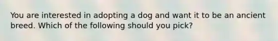 You are interested in adopting a dog and want it to be an ancient breed. Which of the following should you pick?