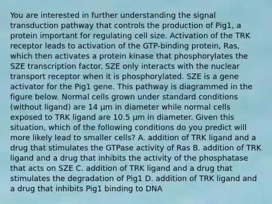 You are interested in further understanding the signal transduction pathway that controls the production of Pig1, a protein important for regulating cell size. Activation of the TRK receptor leads to activation of the GTP-binding protein, Ras, which then activates a protein kinase that phosphorylates the SZE transcription factor. SZE only interacts with the nuclear transport receptor when it is phosphorylated. SZE is a gene activator for the Pig1 gene. This pathway is diagrammed in the figure below. Normal cells grown under standard conditions (without ligand) are 14 μm in diameter while normal cells exposed to TRK ligand are 10.5 μm in diameter. Given this situation, which of the following conditions do you predict will more likely lead to smaller cells? A. addition of TRK ligand and a drug that stimulates the GTPase activity of Ras B. addition of TRK ligand and a drug that inhibits the activity of the phosphatase that acts on SZE C. addition of TRK ligand and a drug that stimulates the degradation of Pig1 D. addition of TRK ligand and a drug that inhibits Pig1 binding to DNA