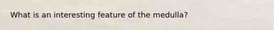 What is an interesting feature of the medulla?