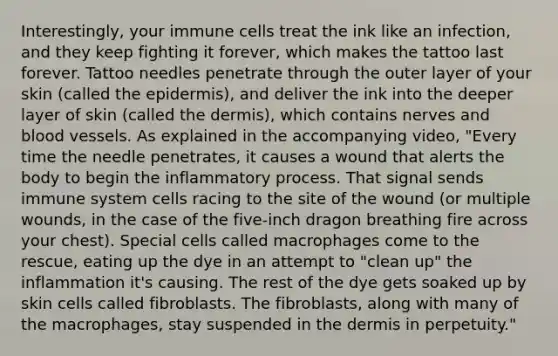 Interestingly, your immune cells treat the ink like an infection, and they keep fighting it forever, which makes the tattoo last forever. Tattoo needles penetrate through the outer layer of your skin (called <a href='https://www.questionai.com/knowledge/kBFgQMpq6s-the-epidermis' class='anchor-knowledge'>the epidermis</a>), and deliver the ink into the deeper layer of skin (called <a href='https://www.questionai.com/knowledge/kEsXbG6AwS-the-dermis' class='anchor-knowledge'>the dermis</a>), which contains nerves and <a href='https://www.questionai.com/knowledge/kZJ3mNKN7P-blood-vessels' class='anchor-knowledge'>blood vessels</a>. As explained in the accompanying video, "Every time the needle penetrates, it causes a wound that alerts the body to begin the inflammatory process. That signal sends immune system cells racing to the site of the wound (or multiple wounds, in the case of the five-inch dragon breathing fire across your chest). Special cells called macrophages come to the rescue, eating up the dye in an attempt to "clean up" the inflammation it's causing. The rest of the dye gets soaked up by skin cells called fibroblasts. The fibroblasts, along with many of the macrophages, stay suspended in the dermis in perpetuity."