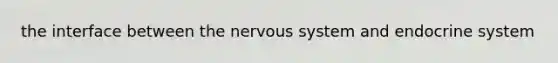 the interface between the nervous system and endocrine system