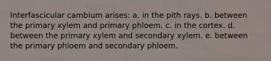 Interfascicular cambium arises: a. in the pith rays. b. between the primary xylem and primary phloem. c. in the cortex. d. between the primary xylem and secondary xylem. e. between the primary phloem and secondary phloem.