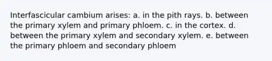 Interfascicular cambium arises: a. in the pith rays. b. between the primary xylem and primary phloem. c. in the cortex. d. between the primary xylem and secondary xylem. e. between the primary phloem and secondary phloem