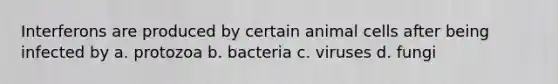 Interferons are produced by certain animal cells after being infected by a. protozoa b. bacteria c. viruses d. fungi