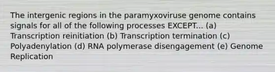 The intergenic regions in the paramyxoviruse genome contains signals for all of the following processes EXCEPT... (a) Transcription reinitiation (b) Transcription termination (c) Polyadenylation (d) RNA polymerase disengagement (e) Genome Replication