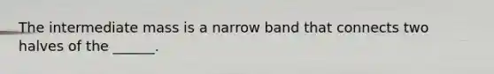 The intermediate mass is a narrow band that connects two halves of the ______.