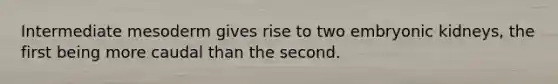 Intermediate mesoderm gives rise to two embryonic kidneys, the first being more caudal than the second.