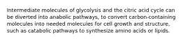 Intermediate molecules of glycolysis and the citric acid cycle can be diverted into anabolic pathways, to convert carbon-containing molecules into needed molecules for cell growth and structure, such as catabolic pathways to synthesize amino acids or lipids.