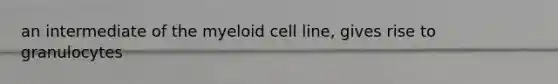 an intermediate of the myeloid cell line, gives rise to granulocytes