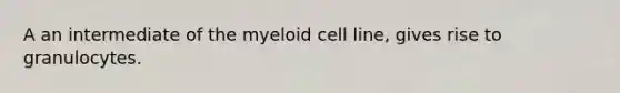 A an intermediate of the myeloid cell line, gives rise to granulocytes.